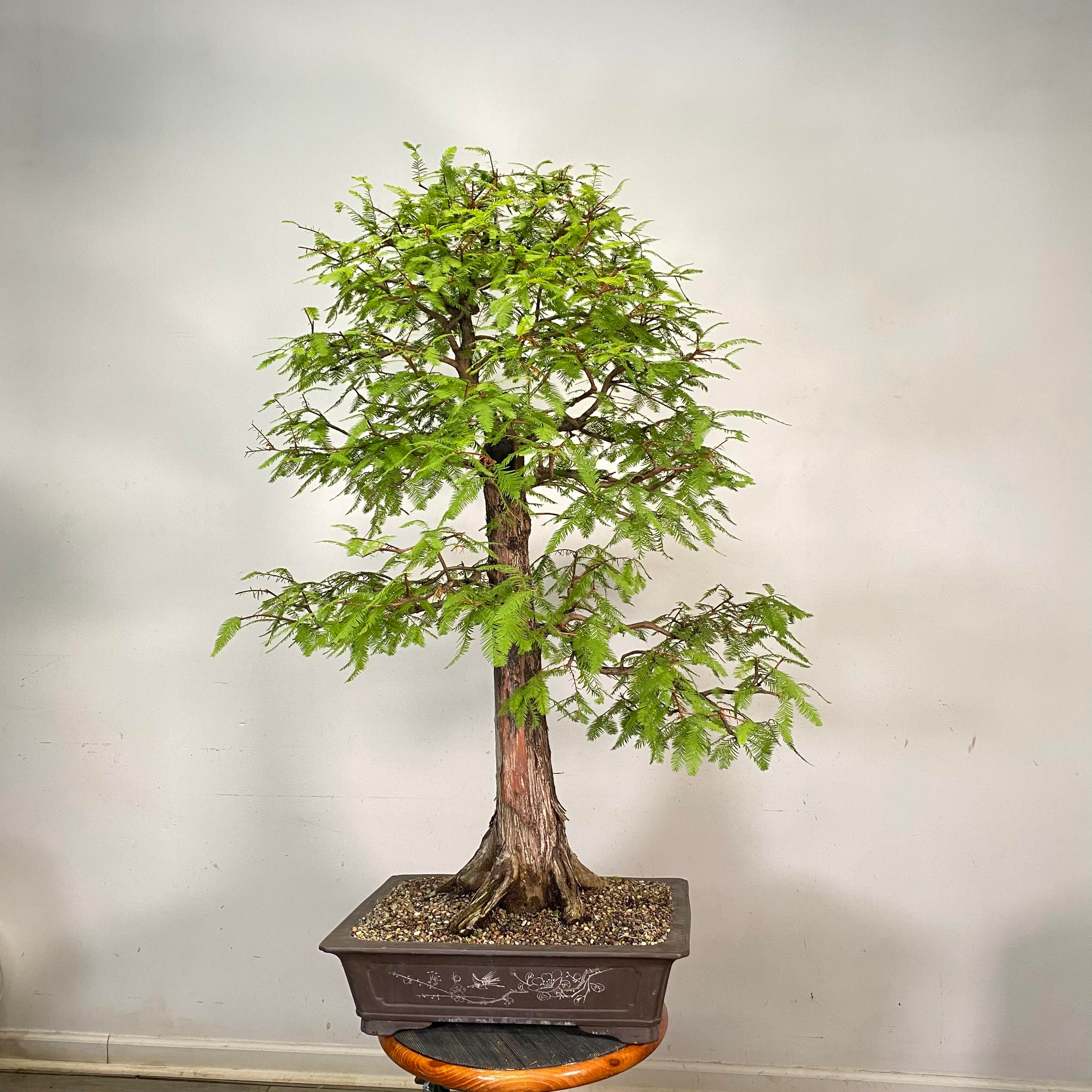 Bald Cypress, Specimen Bonsai | Underhill Bonsai, LLC