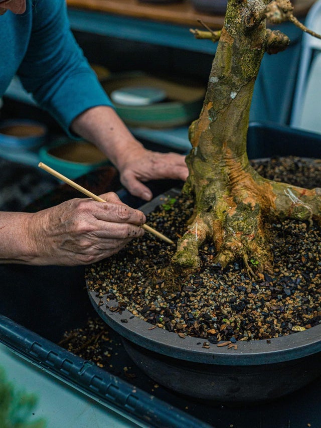 gartencenter bonsai Bonsai Ficus S-Form kaufen | Bonsai Ficus main image 1