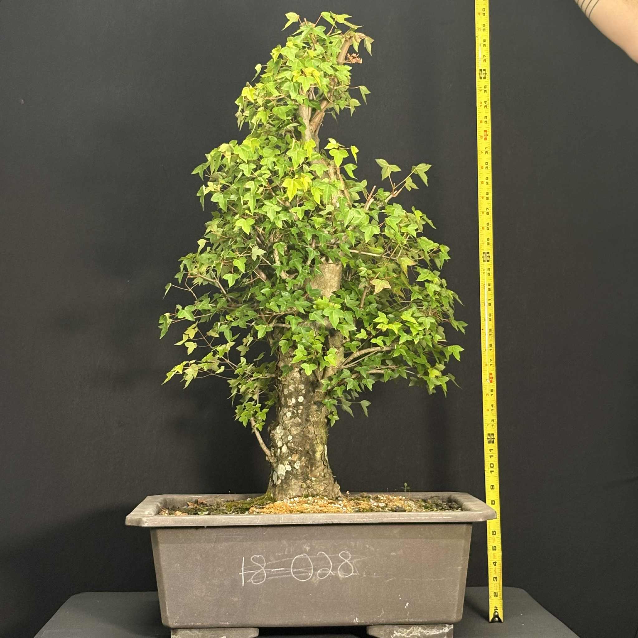 Trident Maple - Acer buergerianum  Pre-Bonsai | Underhill Bonsai, LLC