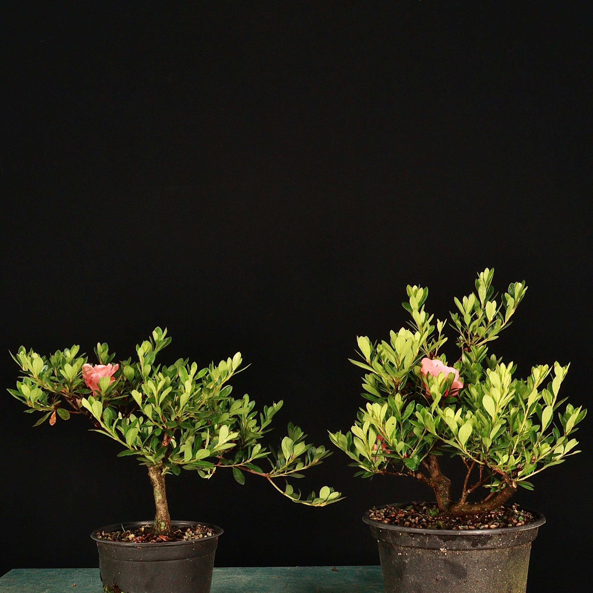 Satsuki Azalea, Rhododendron indicum (Chinzan) pre-bonsai
