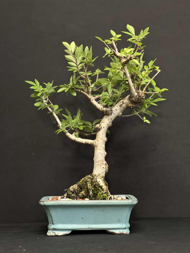 Bonsai | Underhill Bonsai, LLC