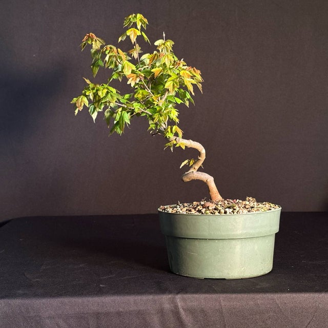 purchase bonsai tree Bonsai Trees | Lexington, KY