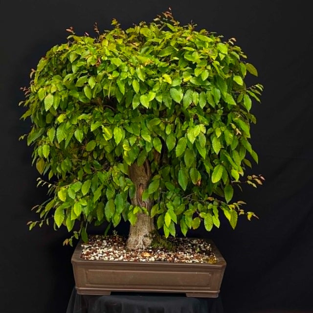 こばやし希少Hillwood organヒルウッド PA-20 こばやし希少Hillwood