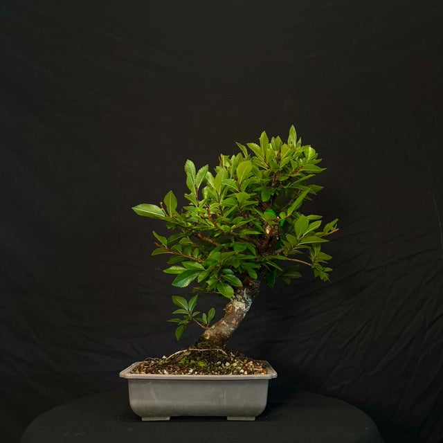 Nursery Stock | Underhill Bonsai, LLC