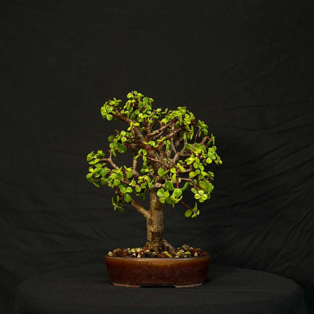 fiddle leaf fig pot size Fiddle Leaf Fig (Figgy) in Basket| Stylish Indoor Plant at Flowerful Regular main image 0