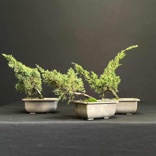 Nursery Stock | Underhill Bonsai, LLC