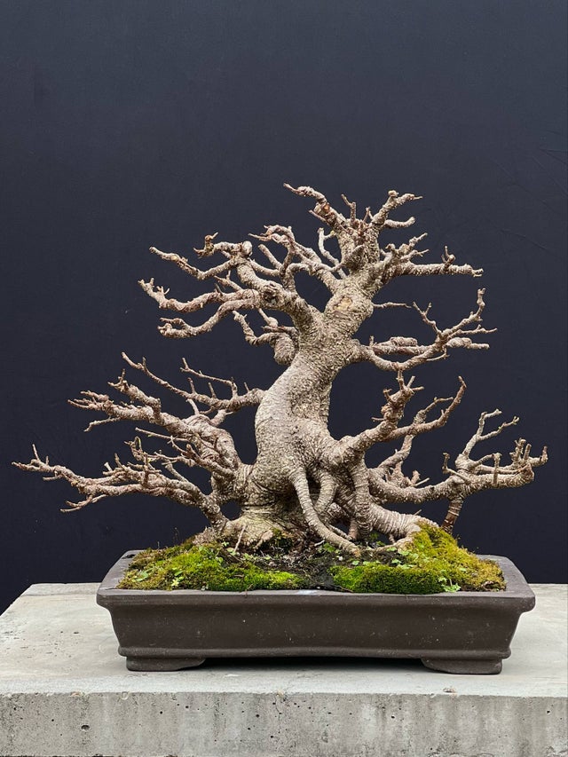 eugenia bonsai tree Bonsai Plant