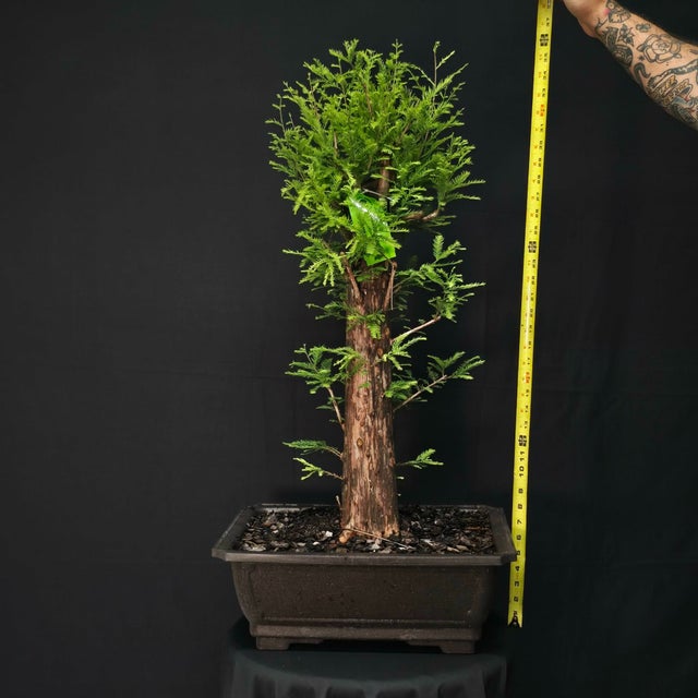 Pre-Bonsai | Underhill Bonsai, LLC