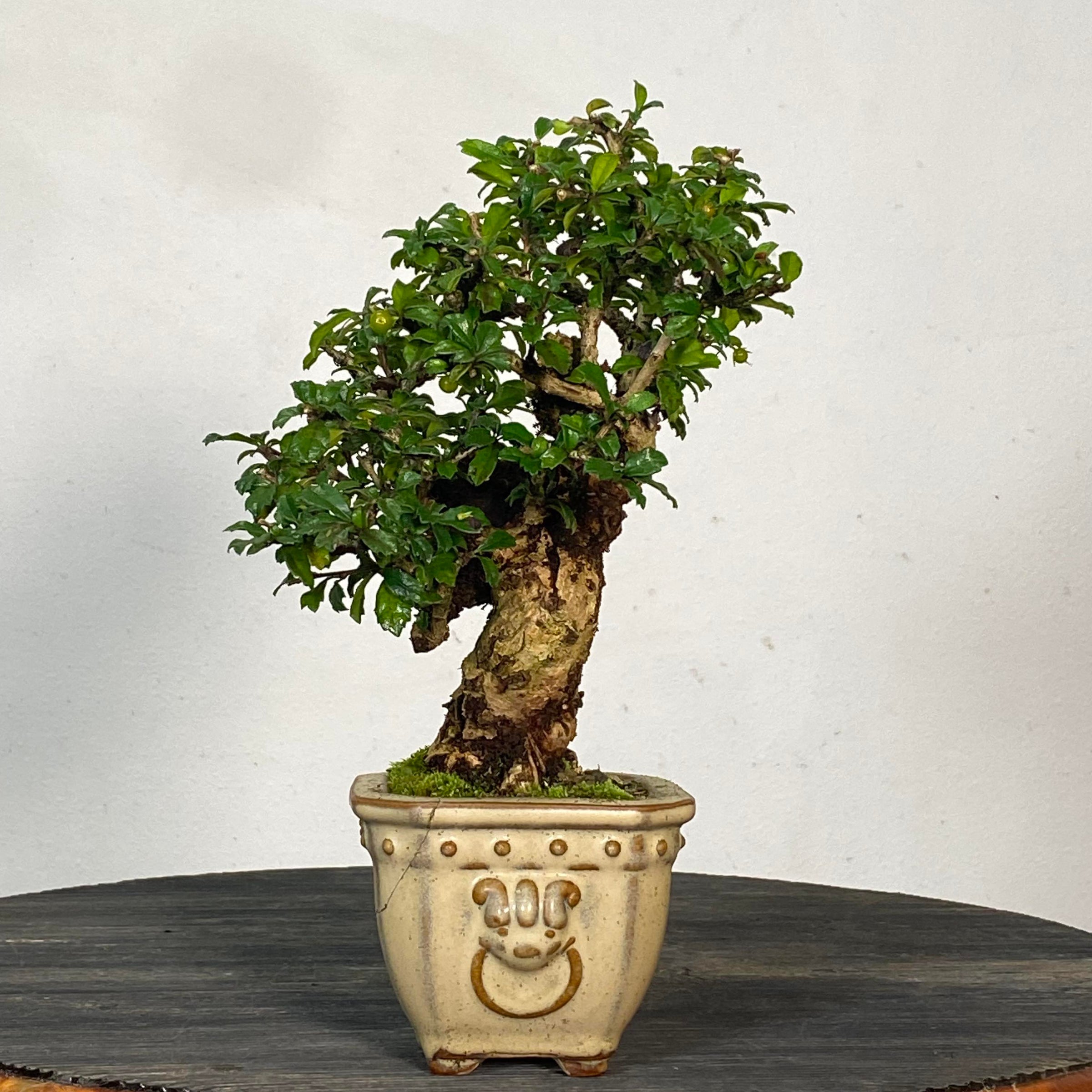 Bonsai | Underhill Bonsai, LLC