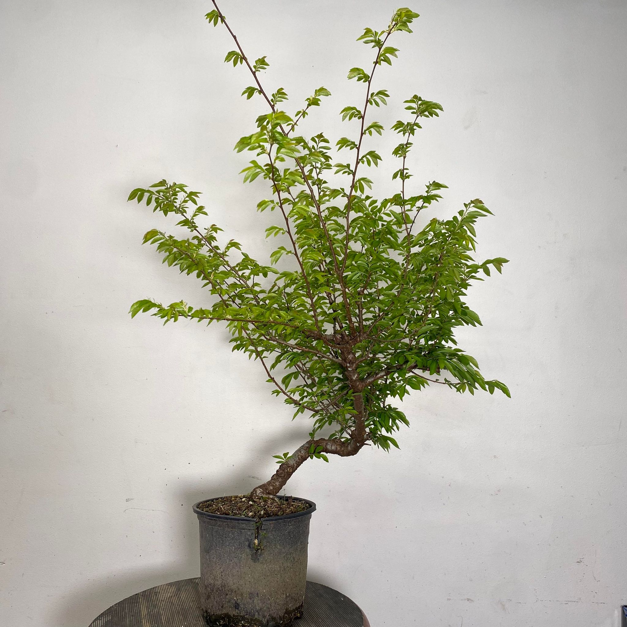 Guy Guidry at C'est Bonsai 2024 Underhill Bonsai, LLC