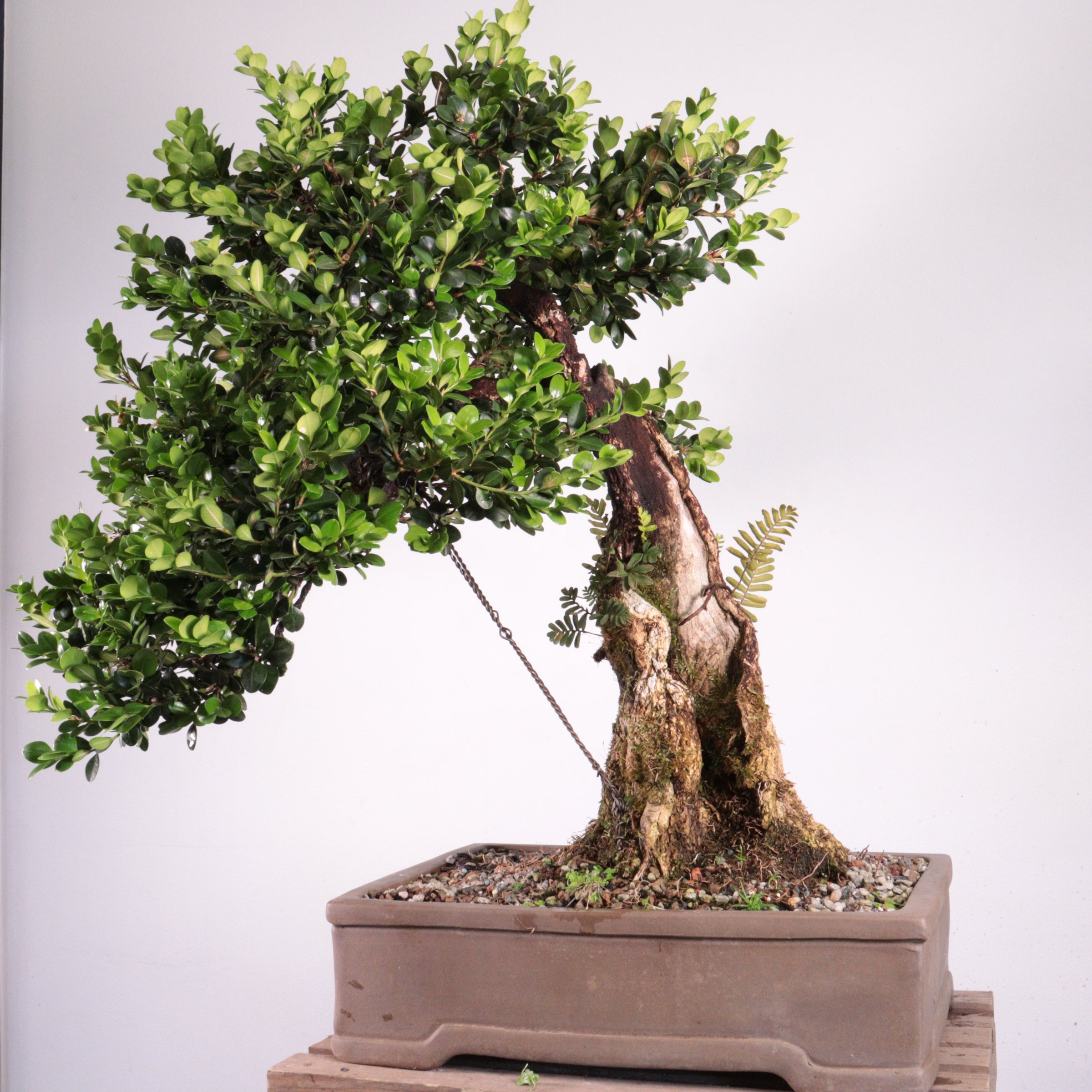 Japanese Boxwood Underhill Bonsai, LLC