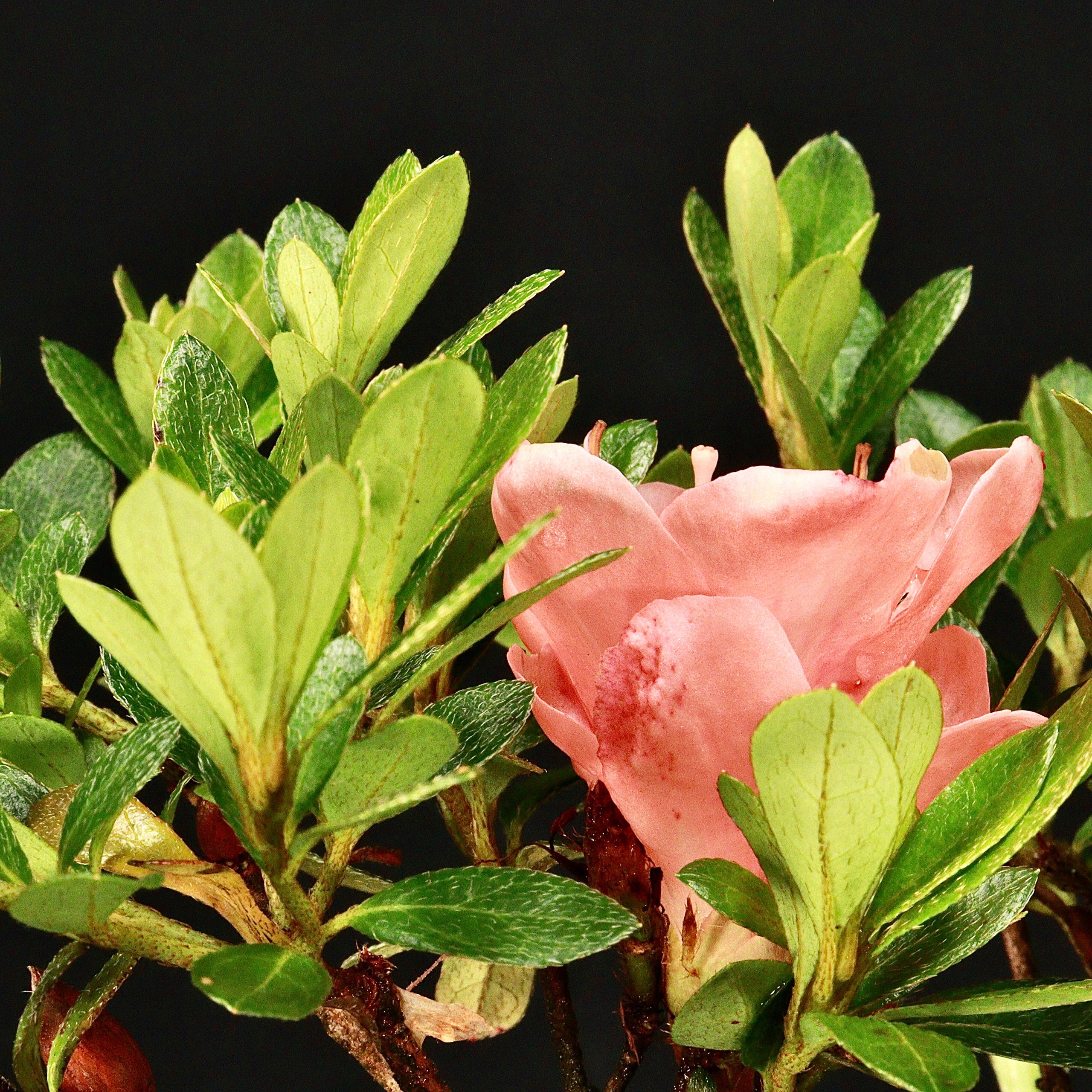 Satsuki Azalea, Rhododendron indicum (Chinzan) prebonsai Underhill