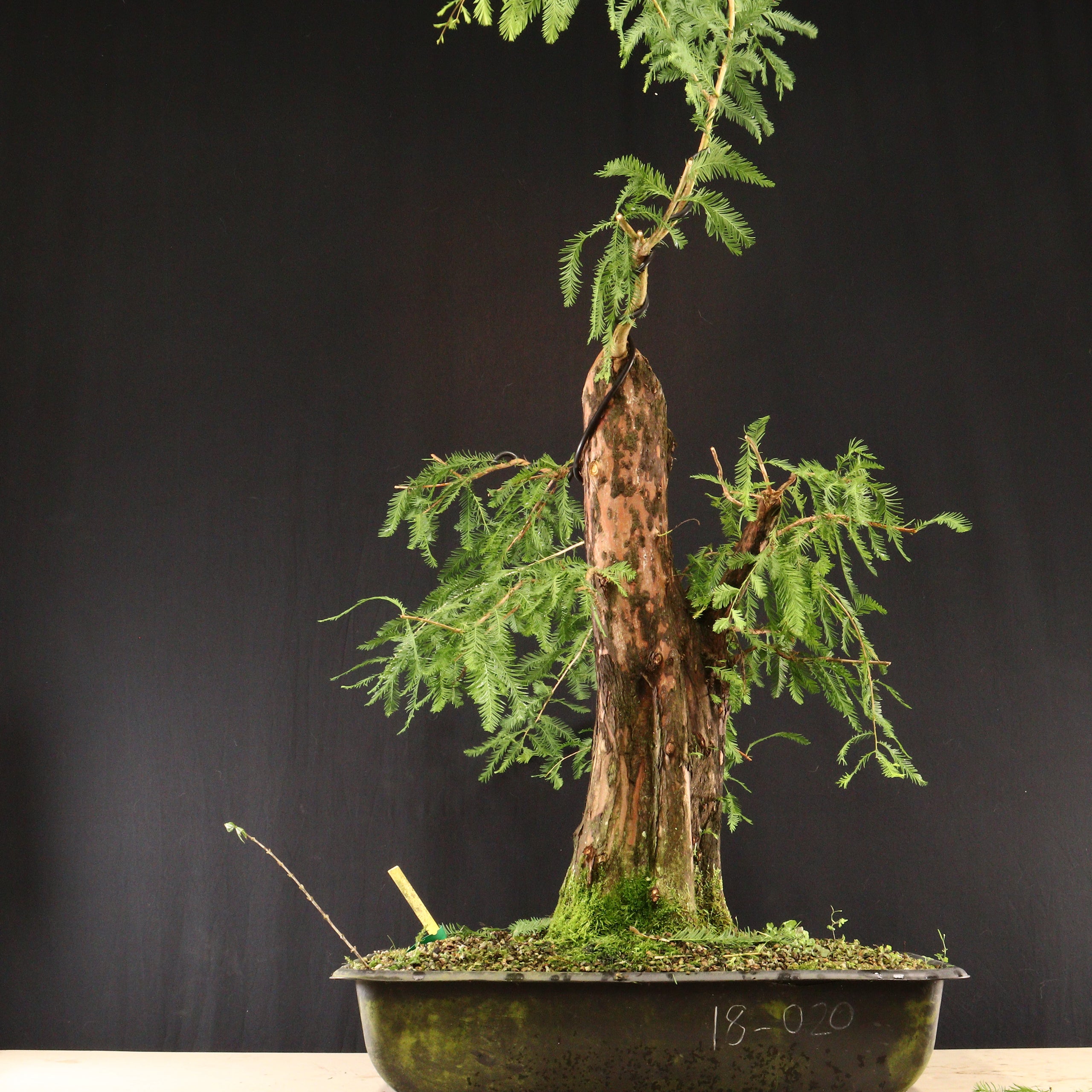 cypress bonsai