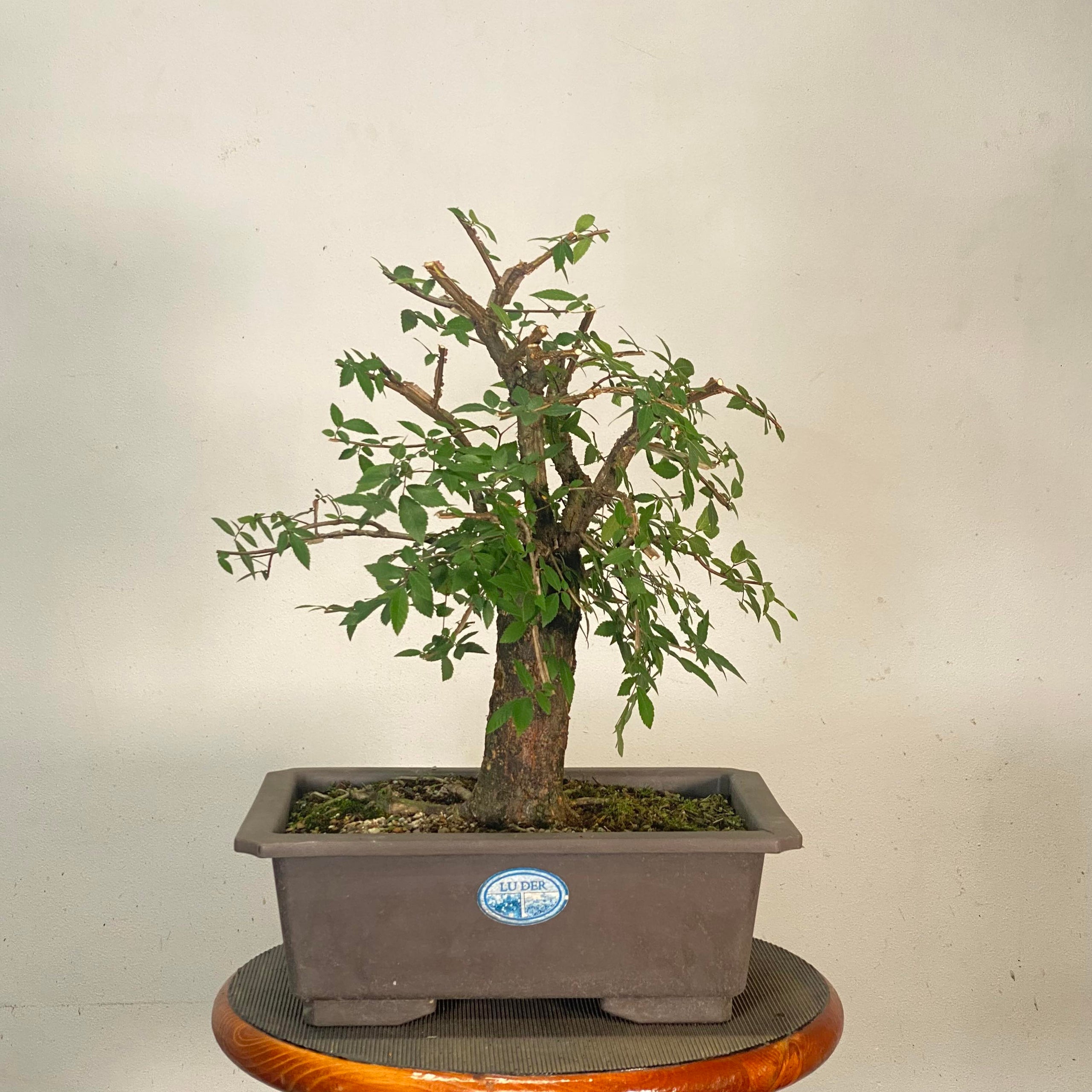 Winged Elm, PreBonsai Underhill Bonsai, LLC