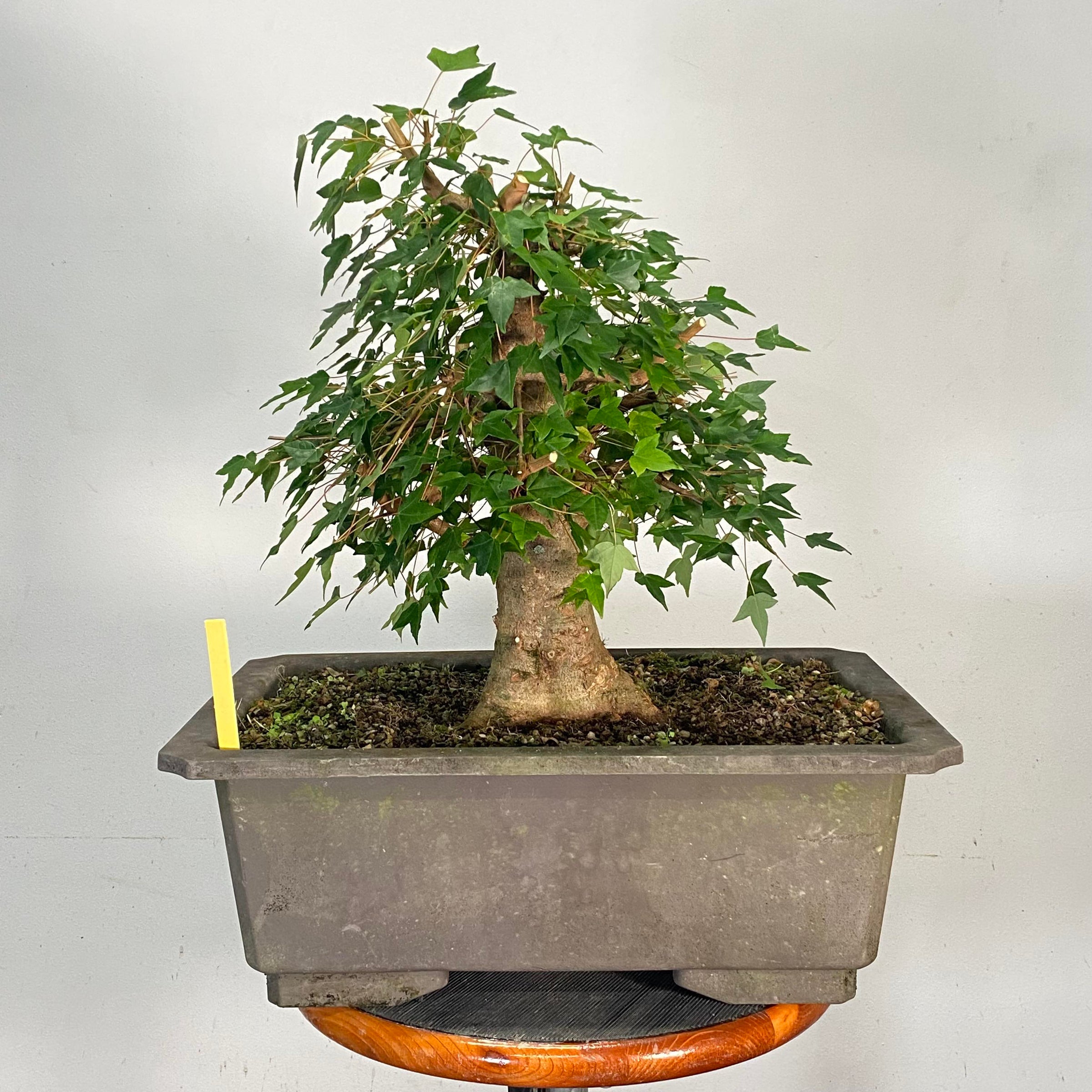 Trident Maple Underhill Bonsai, LLC