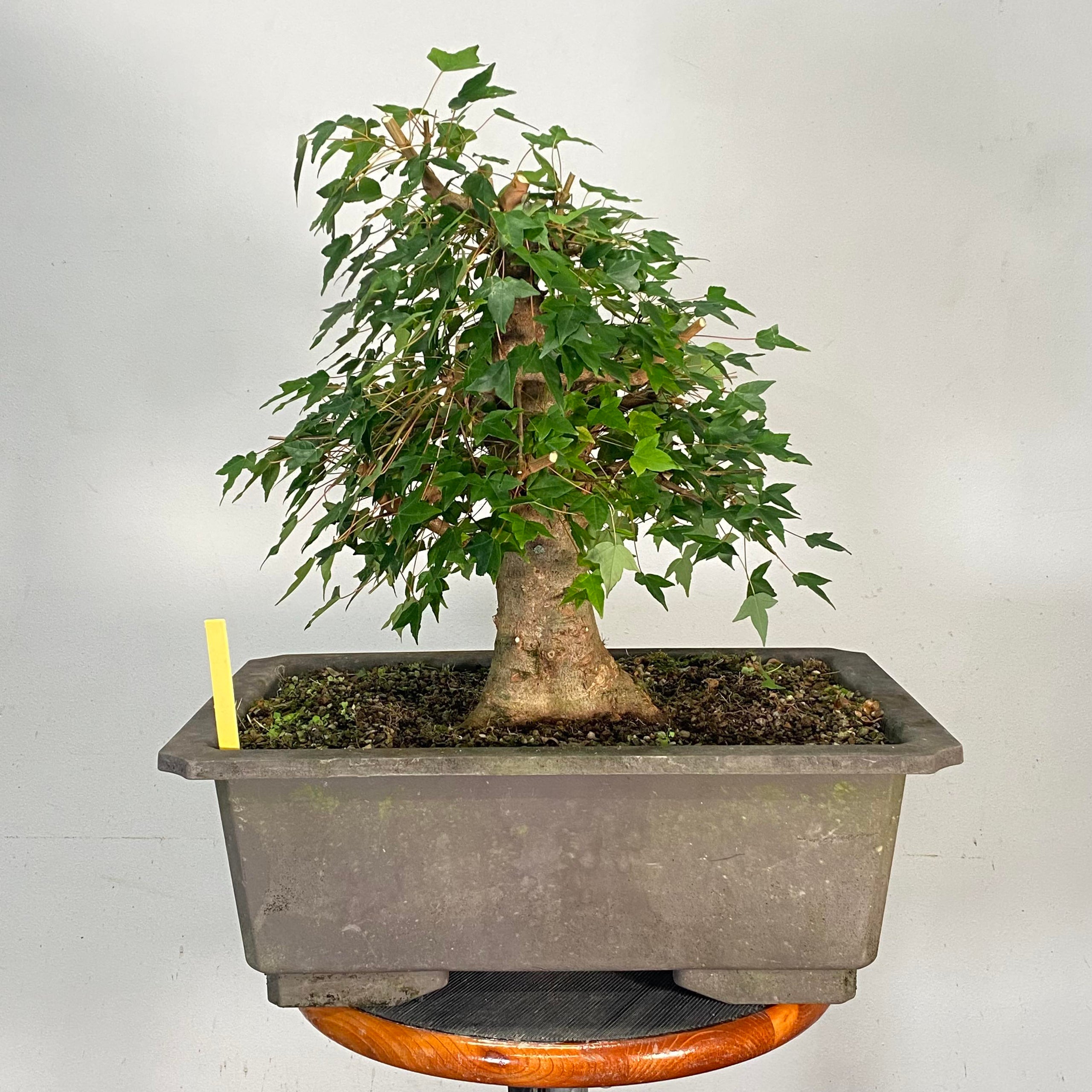 Trident Maple, PreBonsai Underhill Bonsai, LLC